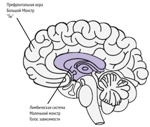 Модель зависимости ‘два мозга’